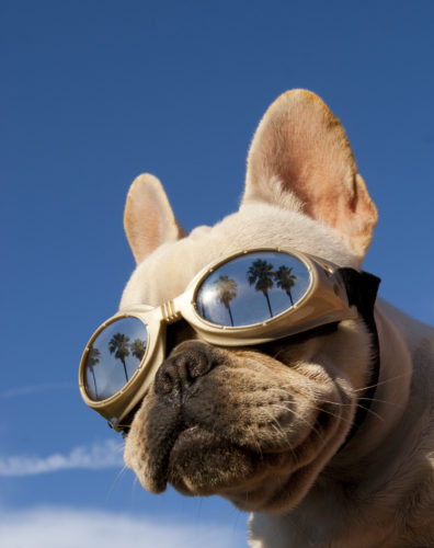 French bulldog wearing goggles with palm trees reflected in the lenses.