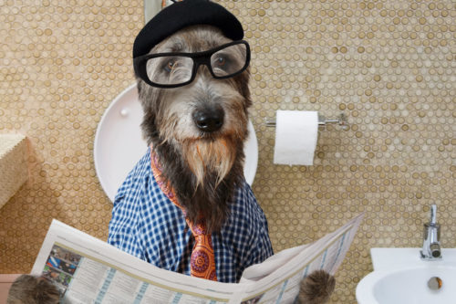 Humorous picture of a Irish wolfhound dog dressed in a hat, glasses and shirt, sitting on the crapper reading the newspaper.