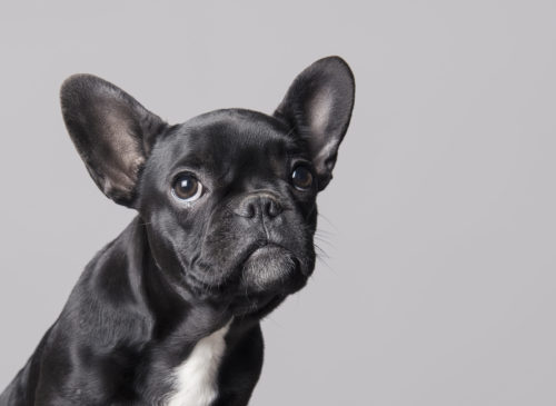 French bulldog puppy looking up on gray background