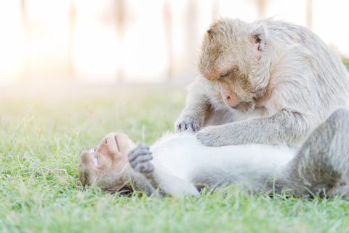 Male monkey find tick with female monkey on grass