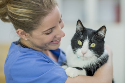 A Caucasian female veterinarian is indoors at a clinic. She is wearing medical clothing. She is holding a cute cat in her arms. The cat is looking toward the camera.